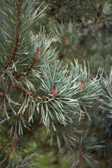 Pinus sylvestris