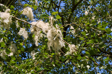 Populus nigra 