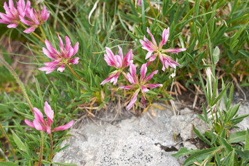 Trifolium alpinum

