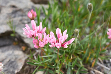 Obraz premium Trifolium alpinum