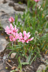 Trifolium alpinum

