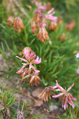 Trifolium alpinum


