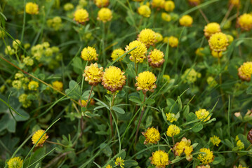 Trifolium badium 