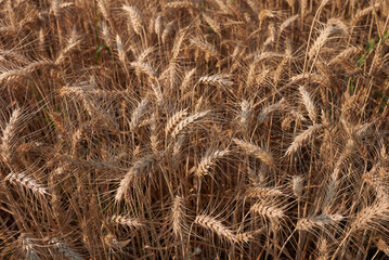 Triticum aestivum agricultural field