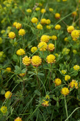 Trifolium badium 
