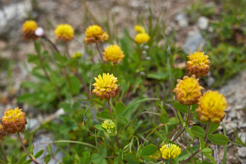 Trifolium badium 