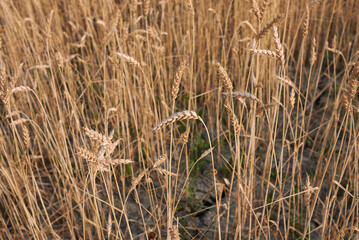 Triticum aestivum agricultural field