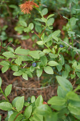 Vaccinium myrtillus