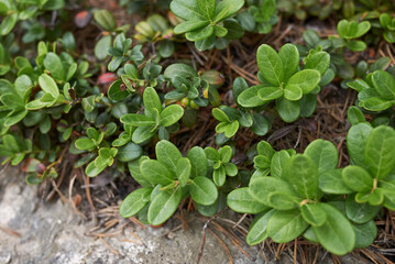 Vaccinium vitis-idaea
