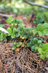 Vaccinium vitis-idaea