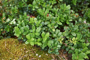Vaccinium vitis-idaea