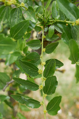 Ziziphus jujuba tree in bloom