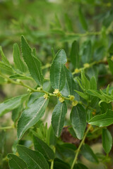 Ziziphus jujuba tree in bloom