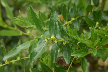 Ziziphus jujuba tree in bloom