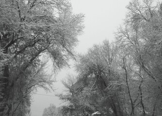 trees covered in snow black and white