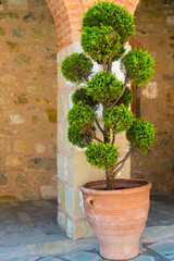 small ornamental trimmed tree in a pot on the street of Greece