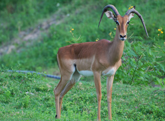 Naklejka na ściany i meble Gazelle with Long Curved Horns in Nature