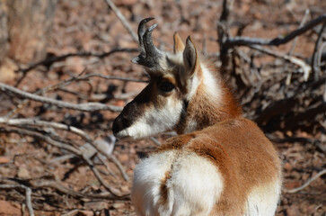 Cute Young Herbivore Known as a Pronghorn