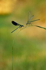 banded demoiselles