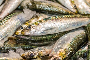 Fresh sardine on ice at a food market in Vigo (Spain).