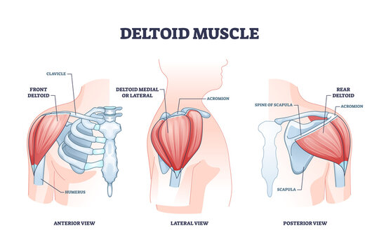 Deltoid muscle and skeletal shoulder anatomical structure outline diagram. Labeled educational bone description with anterior, lateral and posterior view vector illustration. Ball and socket joint.