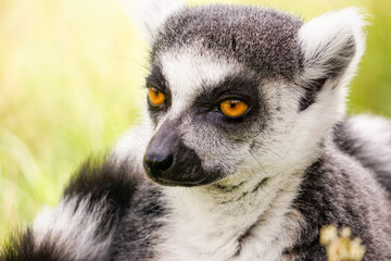 Tierportrait von einem Lemur, Katta (Lemur catta)