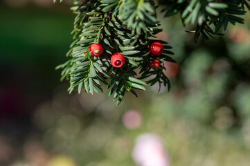 Taxus baccata European yew is conifer shrub with poisonous and bitter red ripened berry fruits