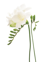 白いフリージアの花
