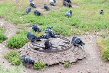 Pigeons on the street sit near the feed.