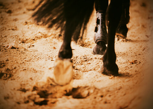 A rear view of a black horse with a long tail, which gallops, stepping hooves on sand and autumn leaves. Equestrian sports.