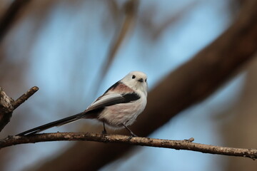 long tailed tit on a twig