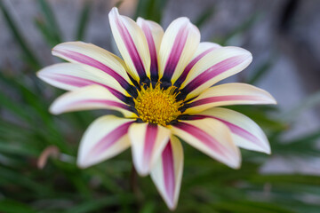 Obraz premium Flor cor de rosa