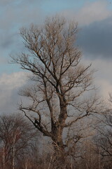 trees in the sky,  old tree, big tree