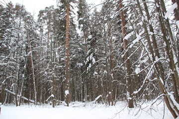 Fototapeta premium Landscape with snow covered trees in russian forest in cloudy winter day