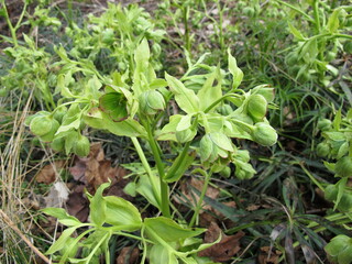 Stinking hellebore with flowers in mixed forest, Helleborus foetidus