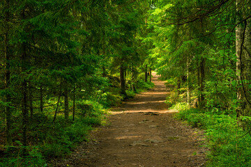 Path through the landscaped park