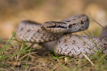 snake