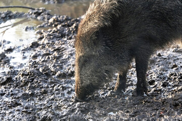Open wild boar enclosure in the wild animal enclosure Krefeld Huelser Berg..etc. Wild boar in the...