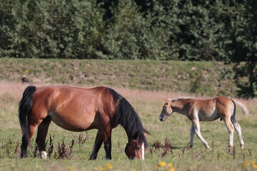 Naklejka na ściany i meble mare and foal in field
