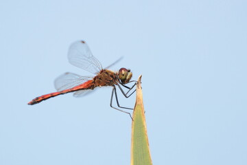 dragonfly on a tree