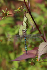 red dragonfly on a leaf