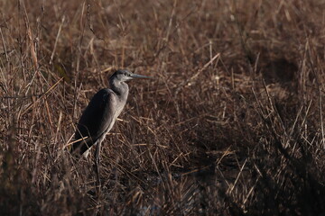 great blue heron ardea cinerea
