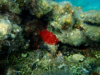 Naklejka na ściany i meble Encrusting red sponge Phorbas fictitius undersea, Aegean Sea, Greece, Syros island