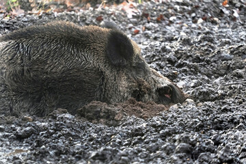 Open wild boar enclosure in the wild animal enclosure Krefeld Huelser Berg..etc. Wild boar in the...