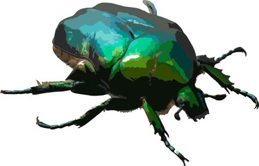 Cetonia aurata called the green rose chafer is a beetle that has a metallic structurally coloured green and a distinct V-shaped scutellum. vector illustration