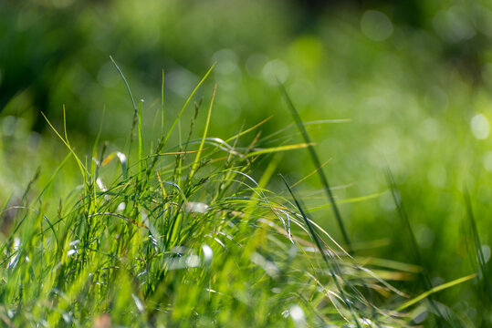 Kępa polnej trawy oświetlona przez słońce. © Grzegorz