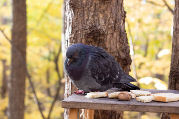 A large gray dove sits on a wooden stick. Close-up. The concept of caring for birds in winter. Selective focus. High quality photo. copy space 