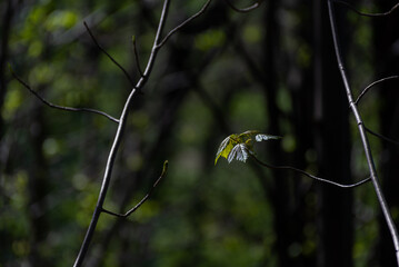 Małe liście klonu z ocienionym lesie.