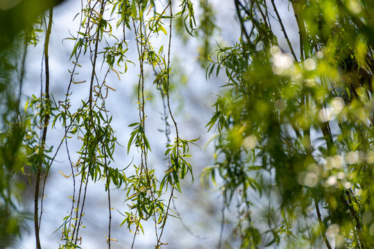 Długie gałązki wierzby białej (Salix alba), pokryte młodymi listkami.