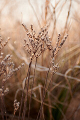 Fototapeta premium Flower with moisture and frost on a cold day at sunset